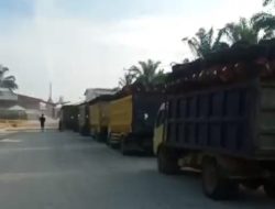 PT SAM,Menampung Buah Sawit Ilegal, Berasal TNTN Tiso Nilo