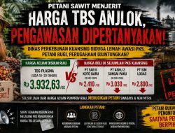 PETANI SAWIT MENJERIT, HARGA TBS “TERJUN” DINAS PERKEBUNAN KUANSING DIDUGA LEMAH DALAM PENGAWASAN HARGA TBS